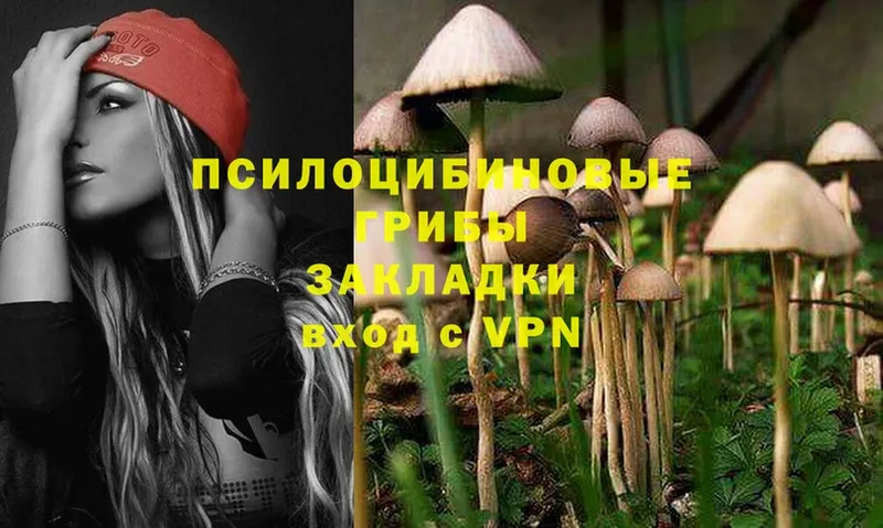 Галлюциногенные грибы Psilocybine cubensis  Москва 